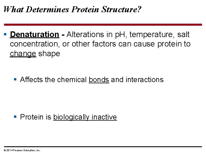 What Determines Protein Structure? § Denaturation - Alterations in p. H, temperature, salt concentration,