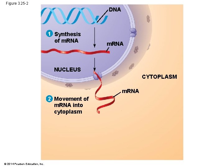 Figure 3. 25 -2 DNA 1 Synthesis of m. RNA NUCLEUS CYTOPLASM m. RNA