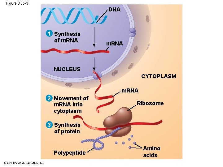 Figure 3. 25 -3 DNA 1 Synthesis of m. RNA NUCLEUS CYTOPLASM m. RNA