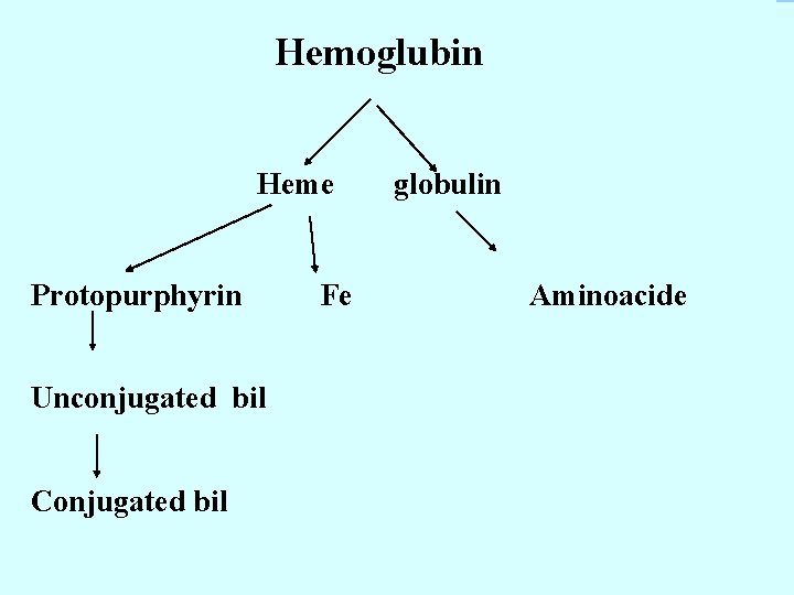 Hemoglubin Heme Protopurphyrin Unconjugated bil Conjugated bil Fe globulin Aminoacide 