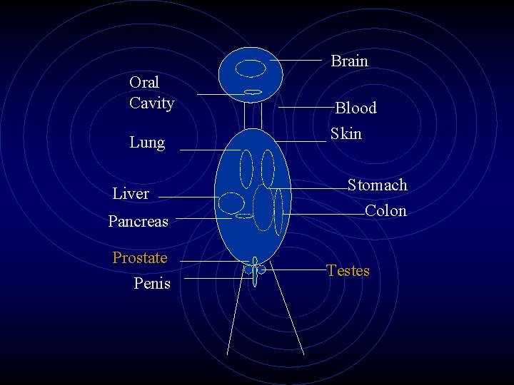 Brain Oral Cavity Lung Liver Pancreas Prostate Penis Blood Skin Stomach Colon Testes 