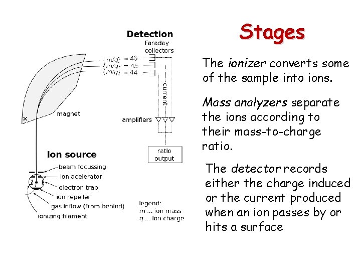 Stages The ionizer converts some of the sample into ions. Mass analyzers separate the