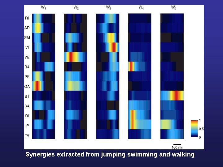 Synergies extracted from jumping swimming and walking 