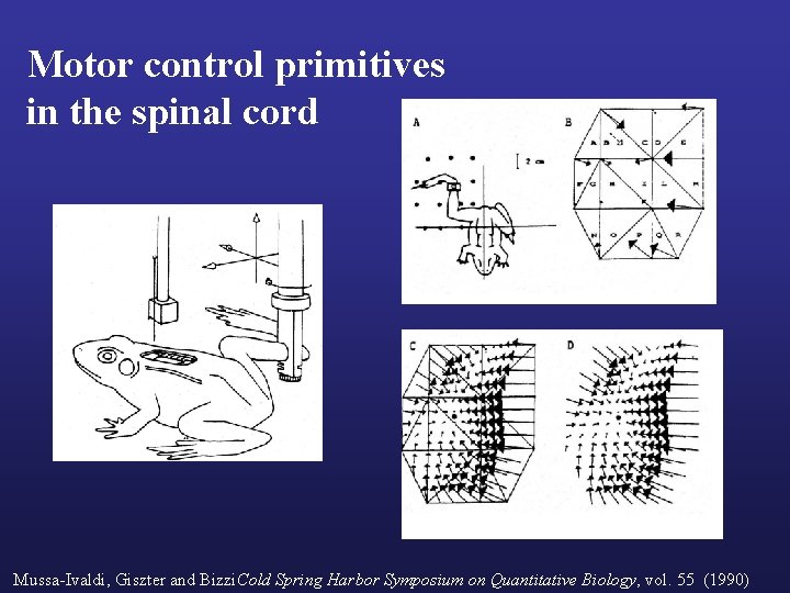 Motor control primitives in the spinal cord Mussa-Ivaldi, Giszter and Bizzi. Cold Spring Harbor