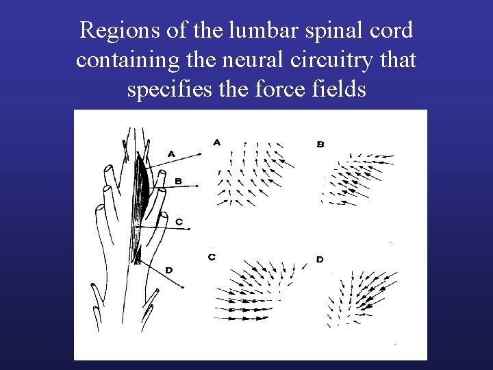 Regions of the lumbar spinal cord containing the neural circuitry that specifies the force Regions of the lumbar spinal cord containing the neural circuitry that specifies the force