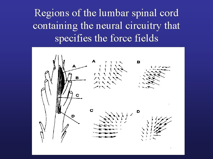 Regions of the lumbar spinal cord containing the neural circuitry that specifies the force