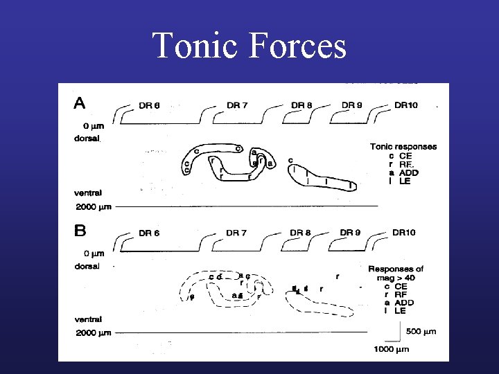 Tonic Forces 