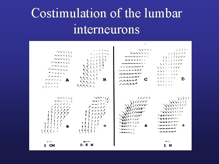Costimulation of the lumbar interneurons Costimulation of the lumbar interneurons