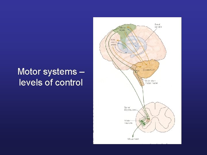 Motor systems – levels of control Motor systems – levels of control