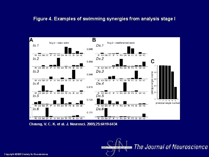 Figure 4. Examples of swimming synergies from analysis stage I Cheung, V. C. K.