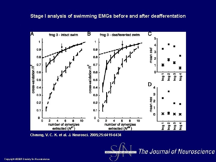 Stage I analysis of swimming EMGs before and after deafferentation Cheung, V. C. K.