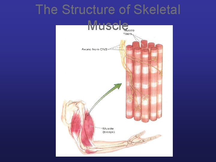 The Structure of Skeletal Muscle 