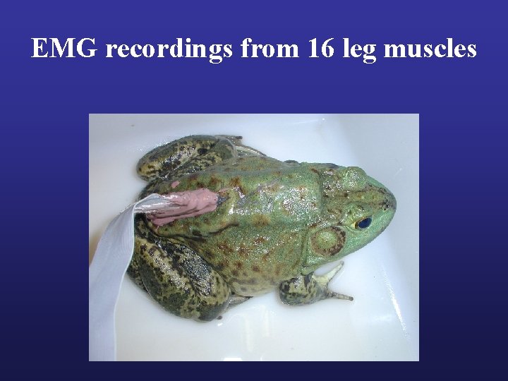 EMG recordings from 16 leg muscles 