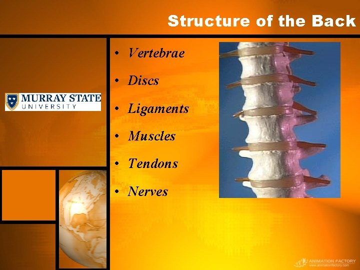 Structure of the Back • Vertebrae • Discs • Ligaments • Muscles • Tendons