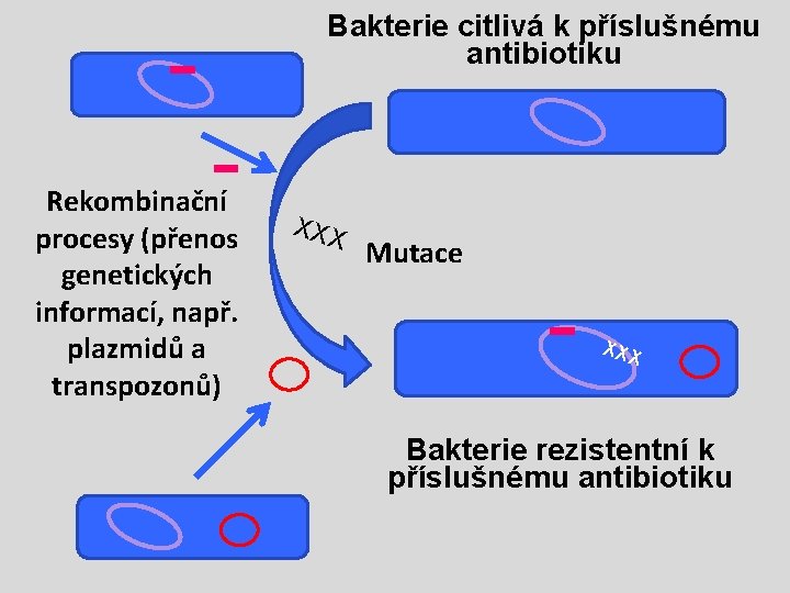 Bakterie citlivá k příslušnému antibiotiku Rekombinační procesy (přenos genetických informací, např. plazmidů a transpozonů)