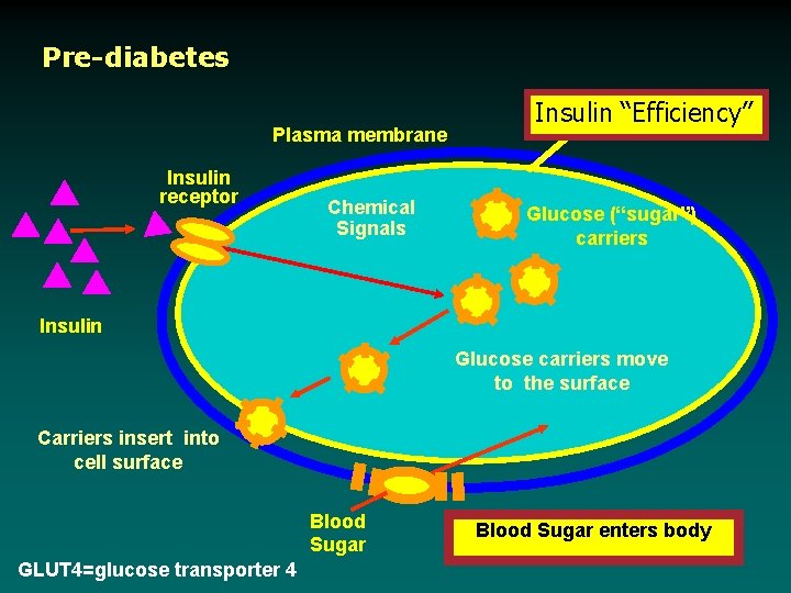 Pre-diabetes Plasma membrane Insulin receptor Chemical Signals Insulin “Efficiency” Glucose (“sugar”) carriers Insulin Glucose