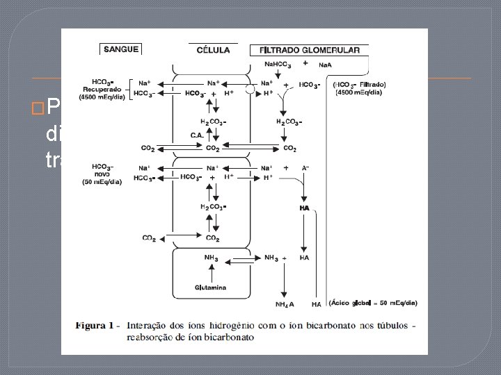 �Para manter a homeostase em seu diversos compartimentos, o organismo trabalha com sistemas-tampão. Aumentos
