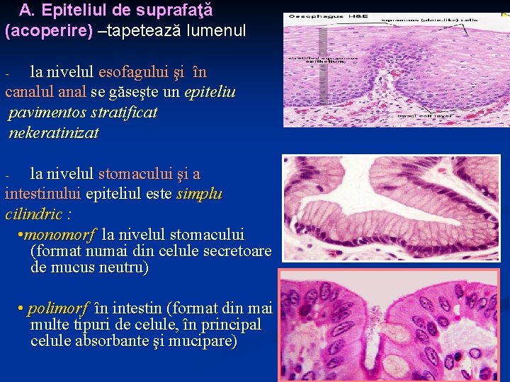 A. Epiteliul de suprafaţă (acoperire) –tapetează lumenul la nivelul esofagului şi în canalul anal