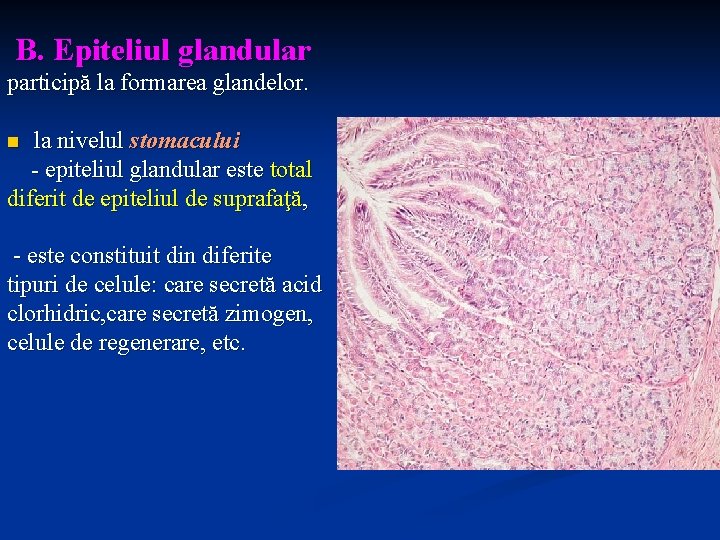 B. Epiteliul glandular participă la formarea glandelor. la nivelul stomacului - epiteliul glandular este