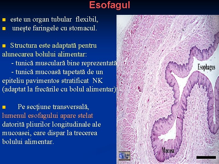 Esofagul n n este un organ tubular flexibil, uneşte faringele cu stomacul. Structura este