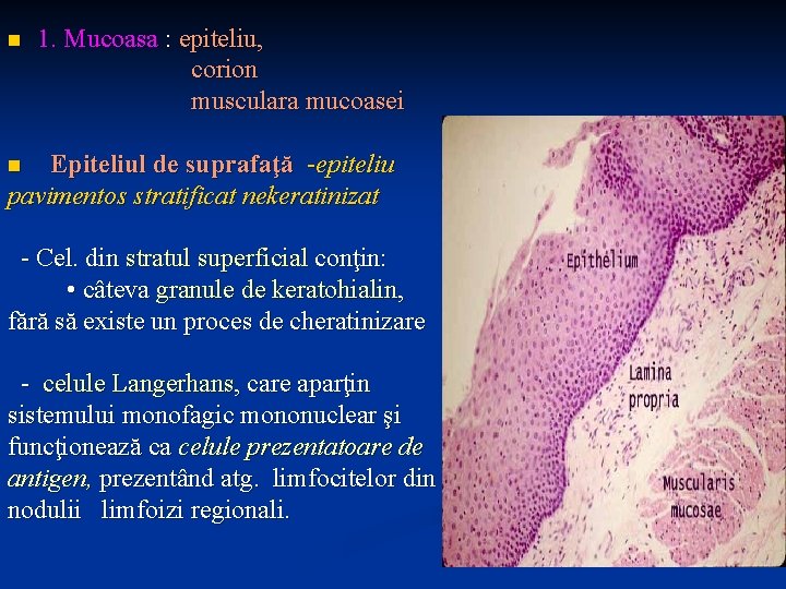 n 1. Mucoasa : epiteliu, corion musculara mucoasei Epiteliul de suprafaţă -epiteliu pavimentos stratificat