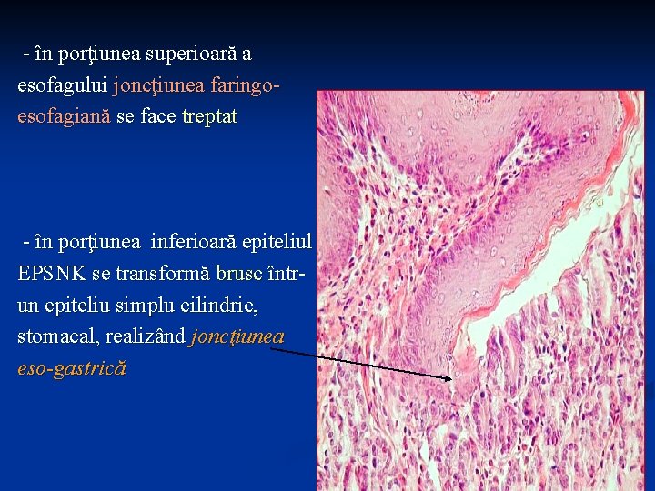 - în porţiunea superioară a esofagului joncţiunea faringoesofagiană se face treptat - în porţiunea