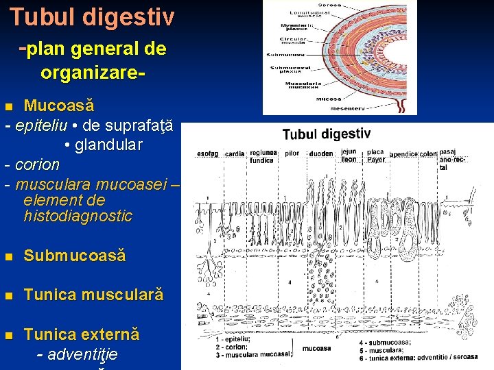 Tubul digestiv -plan general de organizare. Mucoasă - epiteliu • de suprafaţă • glandular