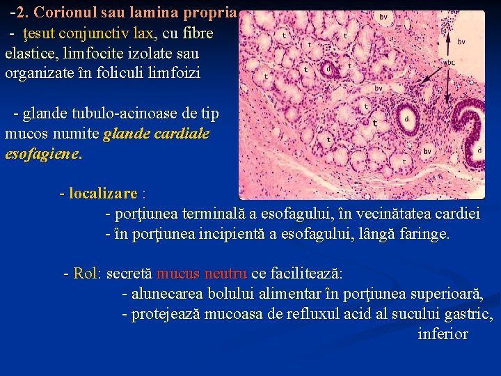 -2. Corionul sau lamina propria - ţesut conjunctiv lax, cu fibre elastice, limfocite izolate