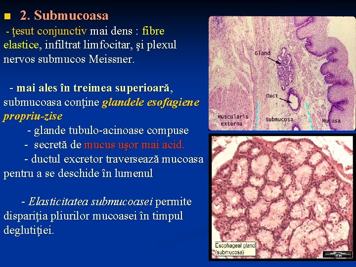 n 2. Submucoasa - ţesut conjunctiv mai dens : fibre elastice, infiltrat limfocitar, şi