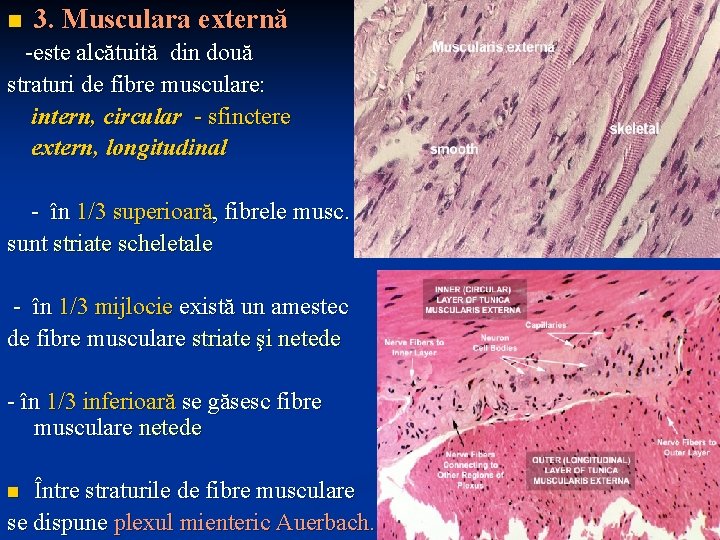 n 3. Musculara externă -este alcătuită din două straturi de fibre musculare: intern, circular