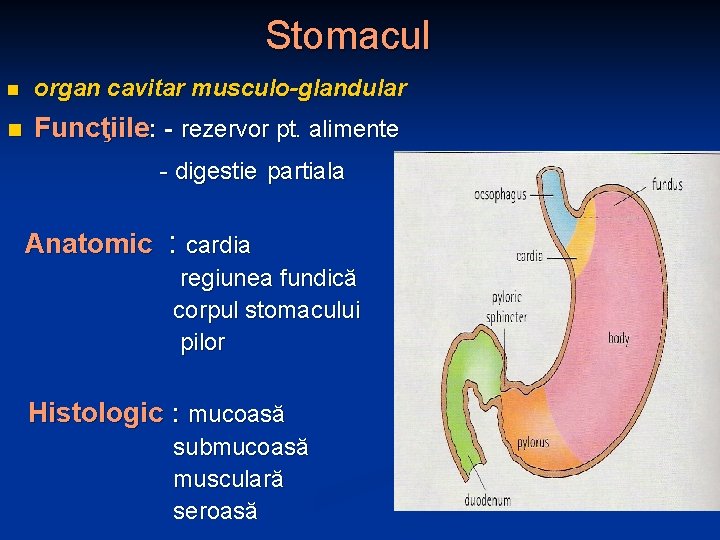 Stomacul n organ cavitar musculo-glandular n Funcţiile: - rezervor pt. alimente - digestie partiala