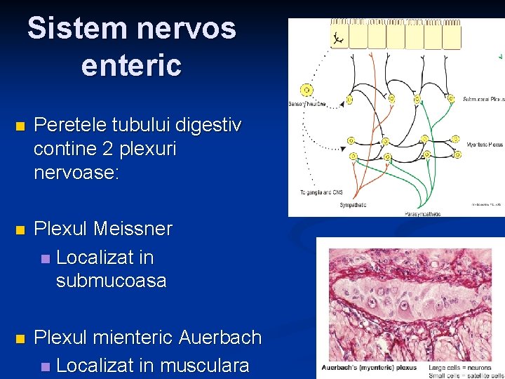 Sistem nervos enteric n Peretele tubului digestiv contine 2 plexuri nervoase: n Plexul Meissner