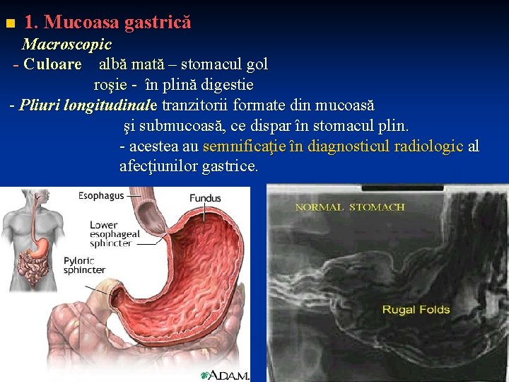 n 1. Mucoasa gastrică Macroscopic - Culoare albă mată – stomacul gol roşie -