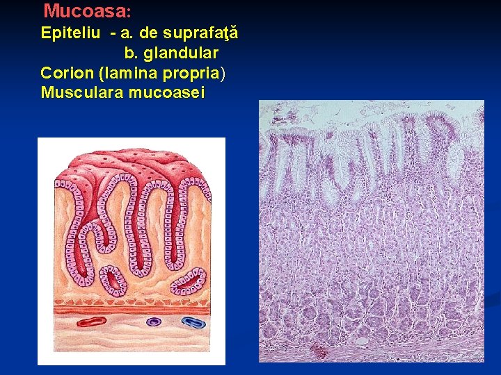 Mucoasa: Epiteliu - a. de suprafaţă b. glandular Corion (lamina propria) Musculara mucoasei 