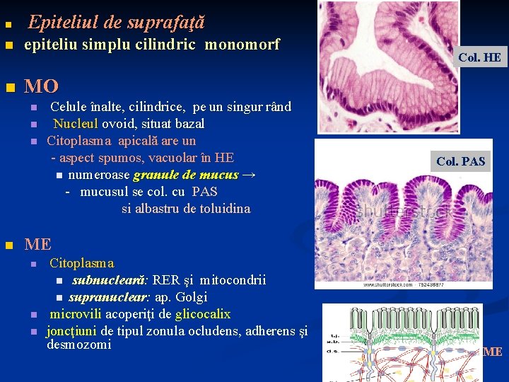 n Epiteliul de suprafaţă n epiteliu simplu cilindric monomorf n MO n n Celule