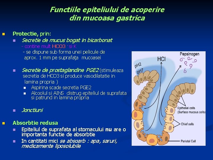 Functiile epiteliului de acoperire din mucoasa gastrica n Protectie, prin: n Secretie de mucus