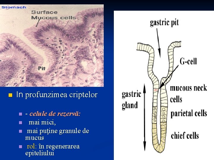 n In profunzimea criptelor n n - celule de rezervă: mai mici, mai puţine