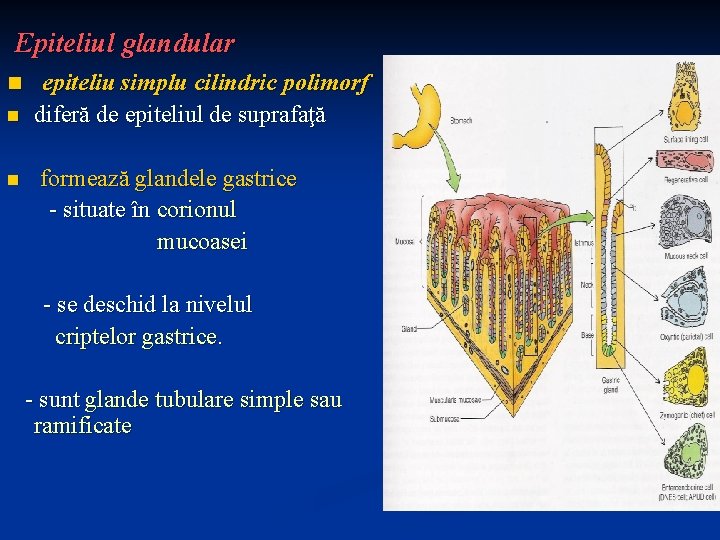 Epiteliul glandular n epiteliu simplu cilindric polimorf n n diferă de epiteliul de suprafaţă