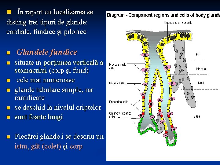 n În raport cu localizarea se disting trei tipuri de glande: cardiale, fundice şi