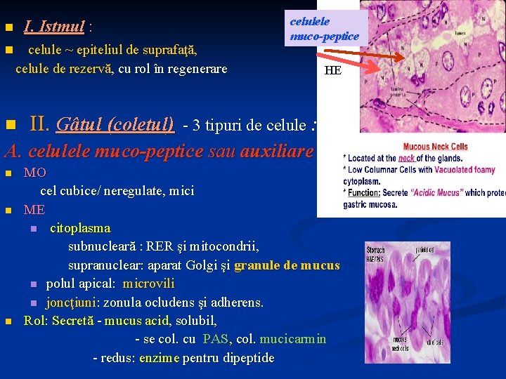 I. Istmul : n n celule ~ epiteliul de suprafaţă, celule de rezervă, cu