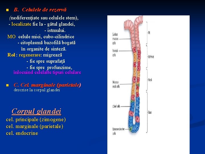 n B. Celulele de rezervă (nediferenţiate sau celulele stem), - localizate fie la -