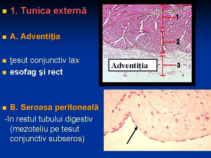 n 1. Tunica externă n A. Adventiţia n ţesut conjunctiv lax esofag şi rect