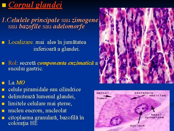 n Corpul glandei 1. Celulele principale sau zimogene sau bazofile sau adelomorfe n Localizare.