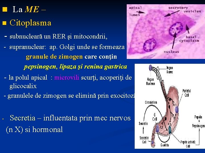 n La ME – n Citoplasma - subnucleară un RER şi mitocondrii, - supranuclear: