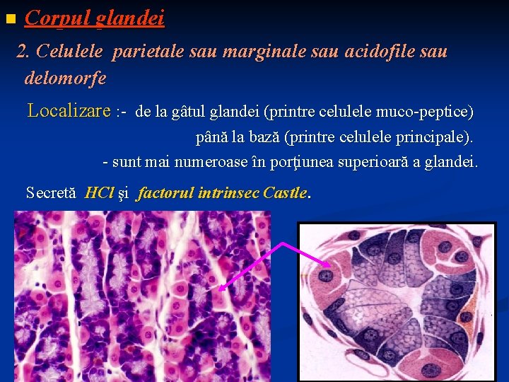 n Corpul glandei 2. Celulele parietale sau marginale sau acidofile sau delomorfe Localizare :