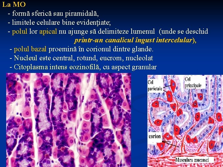 La MO - formă sferică sau piramidală, - limitele celulare bine evidenţiate; - polul