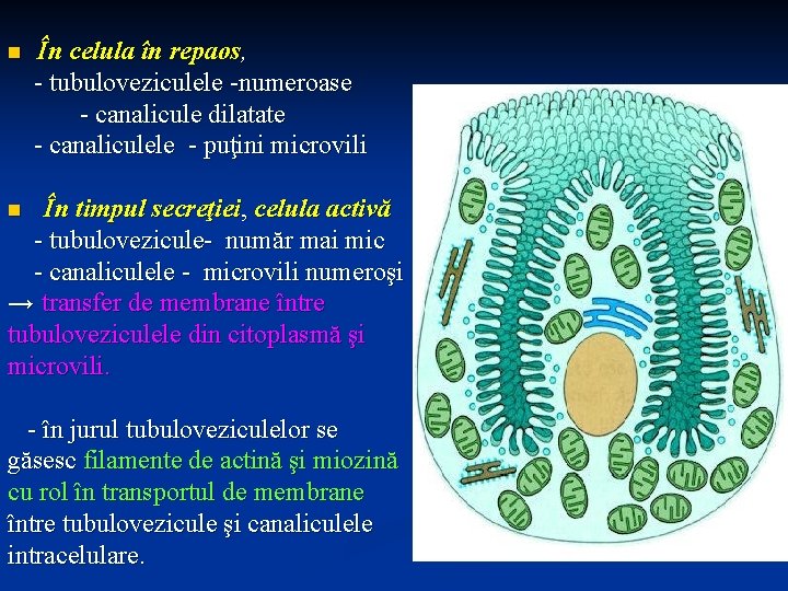 n În celula în repaos, - tubuloveziculele -numeroase - canalicule dilatate - canaliculele -