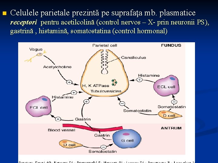 n Celulele parietale prezintă pe suprafaţa mb. plasmatice receptori pentru acetilcolină (control nervos –