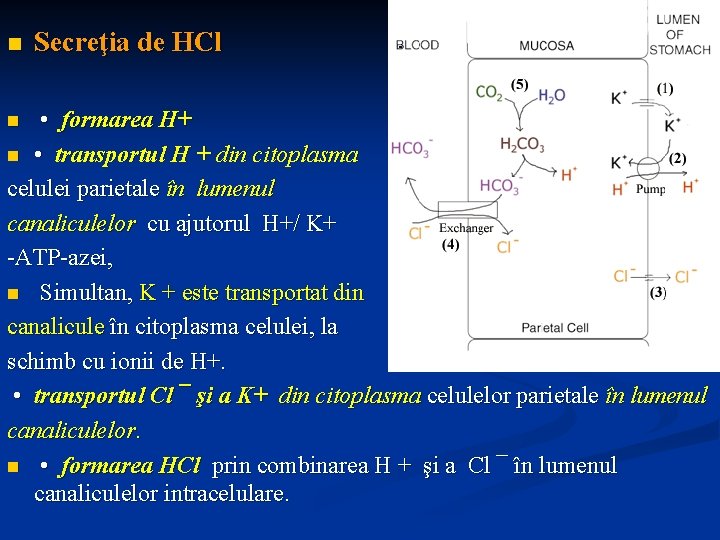 n Secreţia de HCl • formarea H+ n • transportul H + din citoplasma