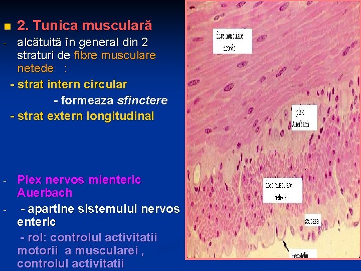 n - - 2. Tunica musculară alcătuită în general din 2 straturi de fibre